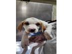 Adopt CORAL a Bluetick Coonhound, Mixed Breed