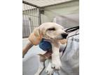 Adopt CADIE a Bluetick Coonhound, Mixed Breed