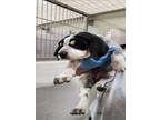 Adopt AMELIE a Bluetick Coonhound, Mixed Breed