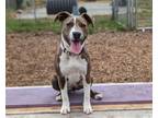 Adopt NIKKI a Pit Bull Terrier, Mixed Breed