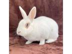 Adopt A847710 a Bunny Rabbit