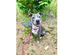 Adopt LONI a Pit Bull Terrier