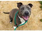Adopt ROSA a Pit Bull Terrier, Mixed Breed