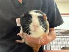 Adopt HERSHEY a Guinea Pig