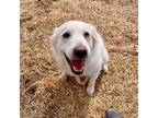 Adopt Angel a Great Pyrenees