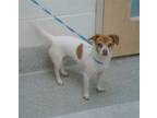Adopt PIPER a Parson Russell Terrier, Mixed Breed