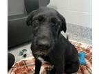 Adopt Minny a German Wirehaired Pointer