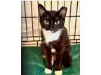 Adopt Popsicle a Domestic Short Hair