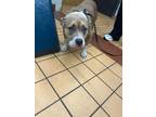Adopt Pawtricia a American Staffordshire Terrier, Mixed Breed