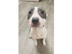 Adopt Sweet Pea a Pit Bull Terrier, American Staffordshire Terrier