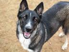 Adopt SELENA a German Shepherd Dog, Akita
