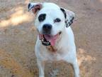 Adopt MANDY a American Staffordshire Terrier, Mixed Breed