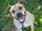 Adopt MELISSA a American Staffordshire Terrier, Mixed Breed