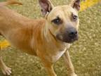 Adopt PILLOW a Black Mouth Cur, Mixed Breed