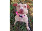 Adopt STRAWBERRY a American Staffordshire Terrier, Mixed Breed