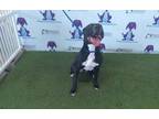 Adopt RILEY a Labrador Retriever, Boxer
