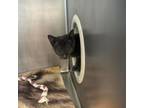 Adopt Cumin a Domestic Short Hair