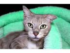 Adopt CHALICE a Domestic Short Hair