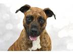 Adopt CALLIOPE a Boxer, Mixed Breed