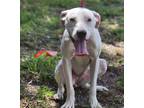 Adopt TATER TOT a Pit Bull Terrier, Mixed Breed