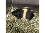Adopt Mozzy a Guinea Pig