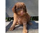 Poodle (Toy) Puppy for sale in Tampa, FL, USA