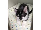 Adopt BUTTERFLY a Domestic Short Hair