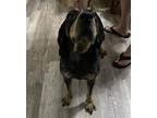 Adopt TRICIA a Bluetick Coonhound