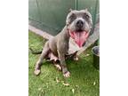 Adopt CASHMERE a Pit Bull Terrier