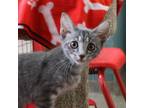 Adopt Sneakers a Domestic Short Hair