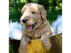 Mutt Puppy for sale in Revere, MO, USA