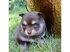 Mutt Puppy for sale in Revere, MO, USA