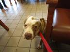 Adopt MARY a Pit Bull Terrier, Mixed Breed