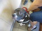 Adopt CINDY a Pit Bull Terrier, Mixed Breed