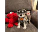 Schnauzer (Miniature) Puppy for sale in Longview, TX, USA