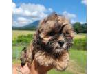 Shih-Poo Puppy for sale in Chatsworth, GA, USA