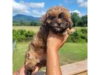 Shih-Poo Puppy for sale in Chatsworth, GA, USA