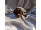 German Shorthaired Pointer Puppy for sale in Westville, FL, USA