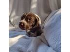 German Shorthaired Pointer Puppy for sale in Westville, FL, USA