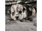 Pembroke Welsh Corgi Puppy for sale in Lacona, NY, USA