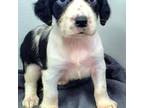 English Springer Spaniel Puppy for sale in Manning, SC, USA