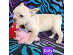 Mutt Puppy for sale in Elberta, AL, USA