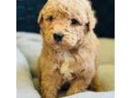 Goldendoodle Puppy for sale in Monee, IL, USA