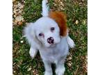 Cavalier King Charles Spaniel Puppy for sale in Hammond, LA, USA