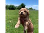 Poodle (Toy) Puppy for sale in Adrian, MO, USA