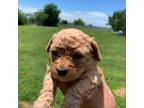 Cavachon Puppy for sale in Adrian, MO, USA
