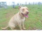 Adopt LENA a Pit Bull Terrier, Mixed Breed