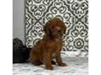 Cavapoo Puppy for sale in Franklin, IN, USA