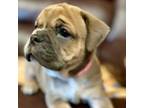 Olde English Bulldogge Puppy for sale in Lucedale, MS, USA