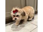 Maltipoo Puppy for sale in Alvin, TX, USA